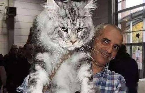 世界上最粘人的5种猫咪,波斯猫倒数,第一种长得太萌!