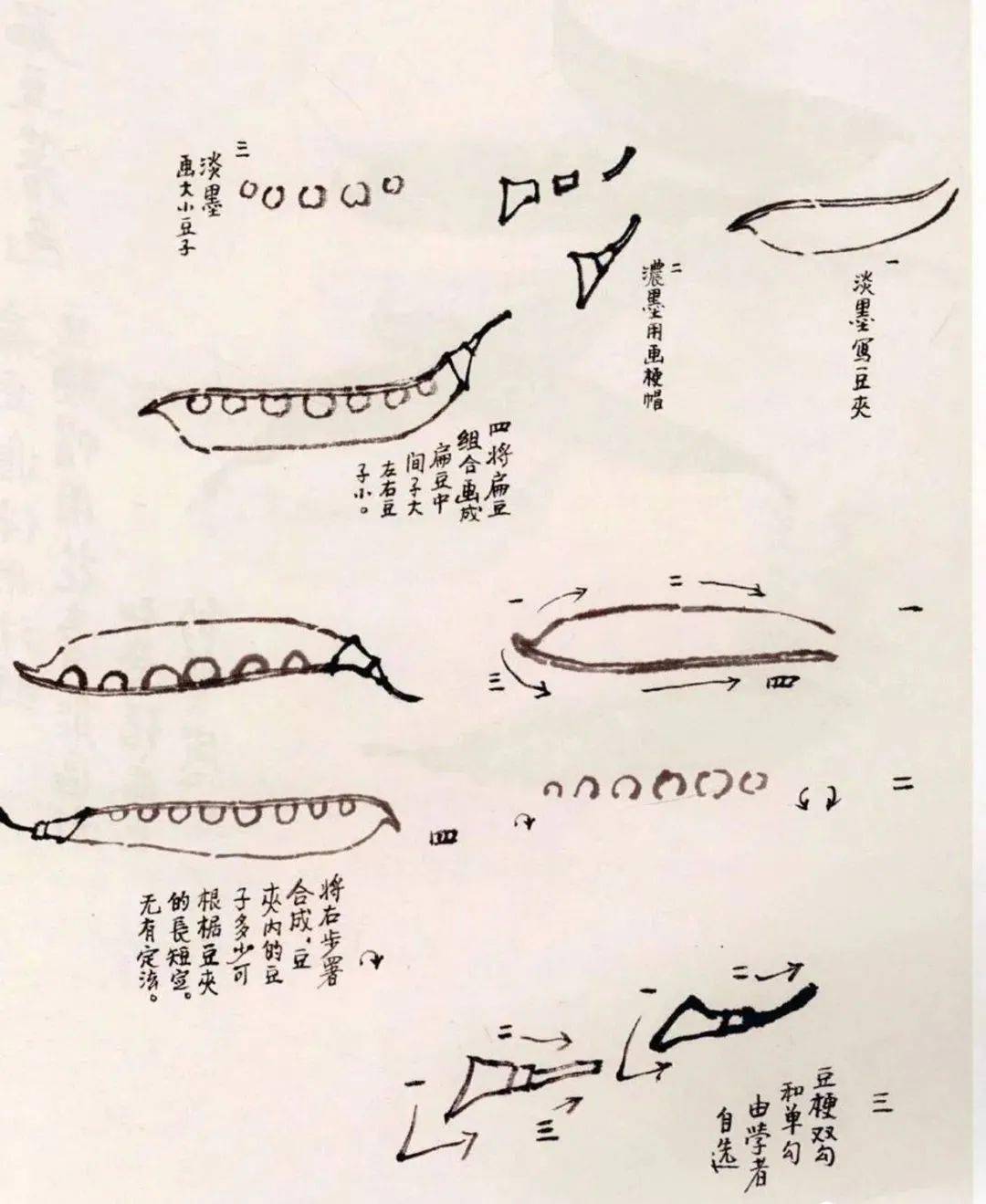 【国画教程】蔬菜画法:画扁豆