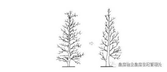 修剪前修剪后图6单轴分枝型树木修剪2.