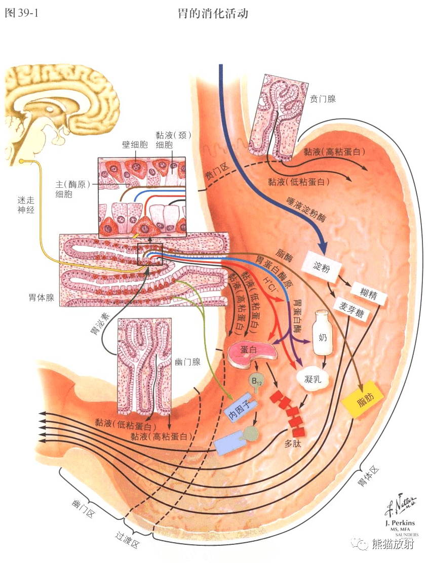 奈特图解丨胃十二指肠胃活动