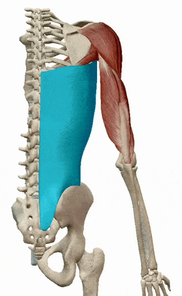 胸背神经(c6-8) ● 肩胛提肌●  起点:c1-4颈椎横突 止点:肩胛骨内侧