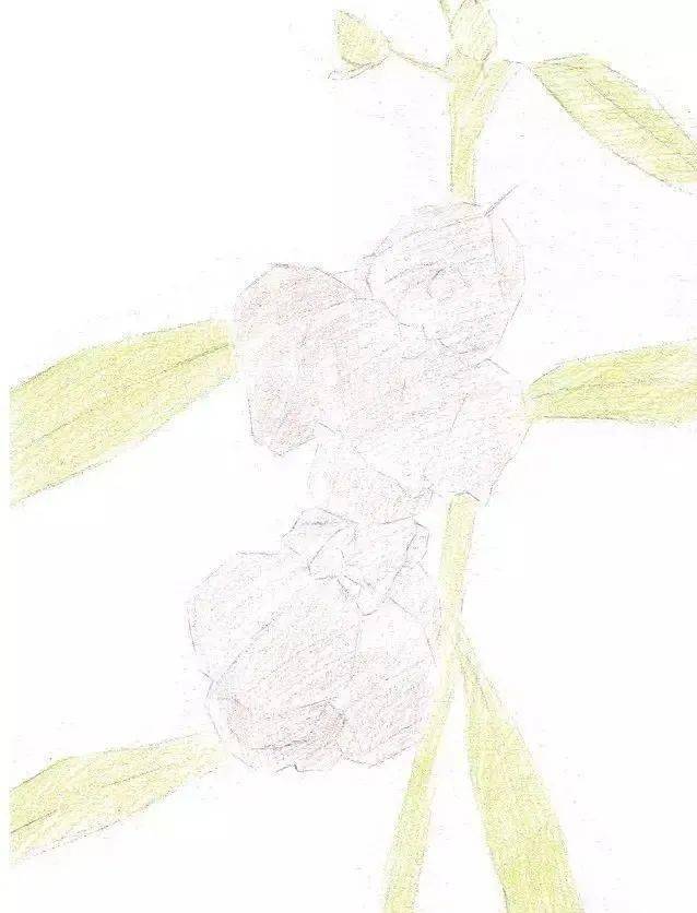 彩铅教程用彩铅画一朵鲜艳的凤仙花