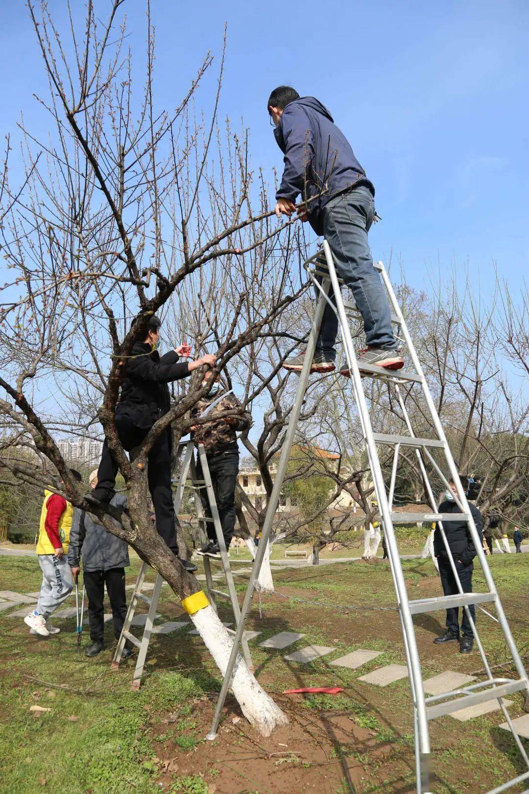 梅花落尽方剪枝,只待来年花更俏._修剪