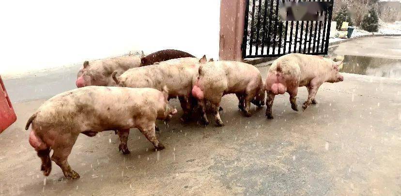 据悉,这批育种级种公猪均为上海祥欣公司在群种公猪中100公斤日龄,父
