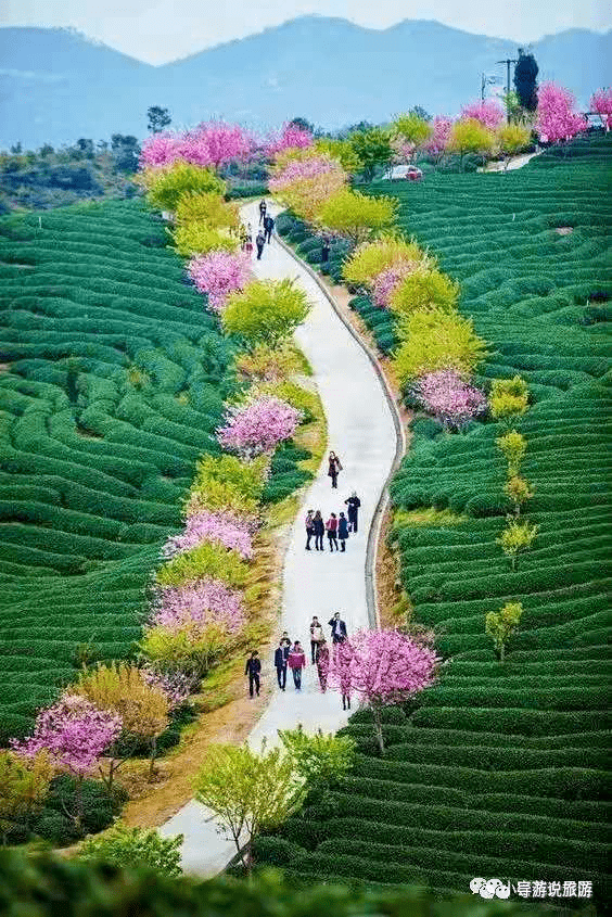 风景这边独好——会昌小密花乡介绍