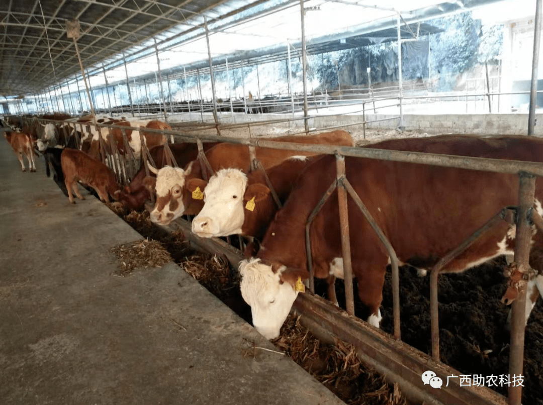 案例这家牛场长期采用益生菌与发酵青储饲料技术效益好