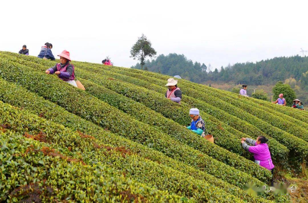 凤冈:33万亩春茶抢"鲜"开采_茶叶