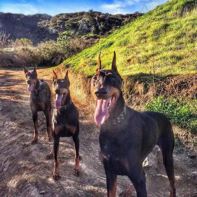 男人想在城里养护卫犬,这3种猛犬最不能错过!_杜宾
