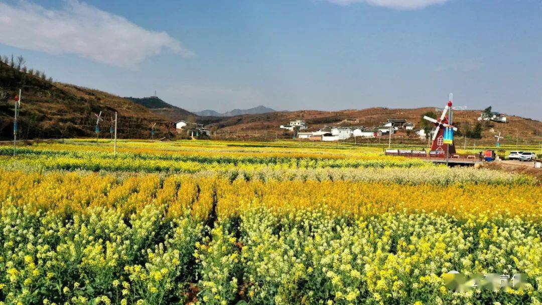 会理张姑娘桥景区300余亩油菜花开了美丽风光等你打卡