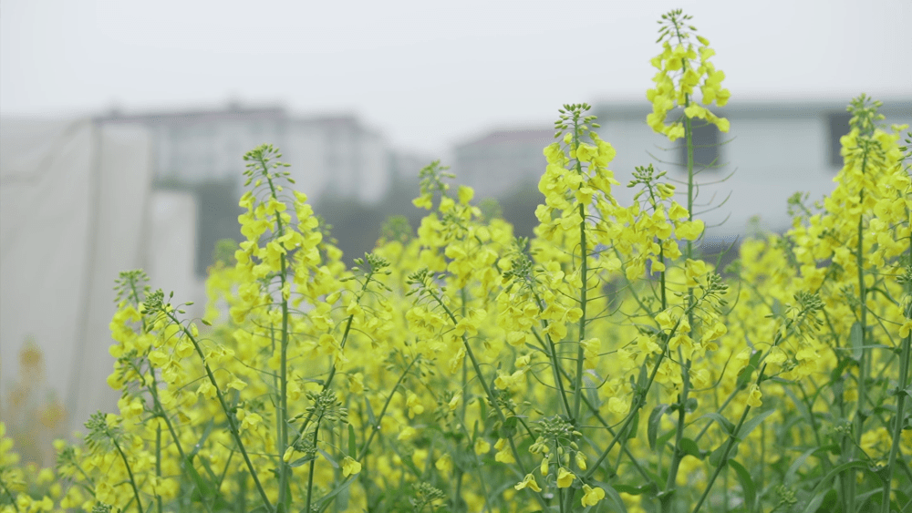 春暖花开 正是踏春赏花的好季节 日前 江西农业大学付东辉教授及其