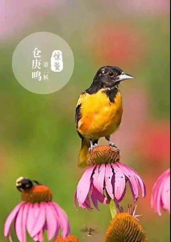 二十四节气之惊蛰丨春雷响 万物长