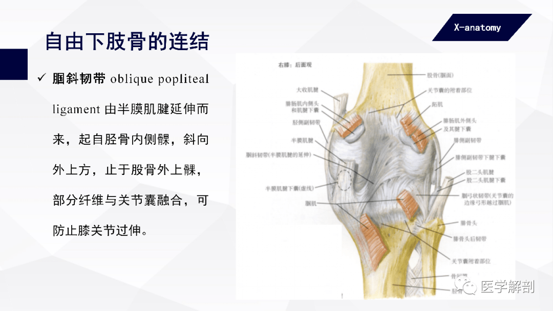 人体解剖学附肢骨及其连结下肢骨的连结二