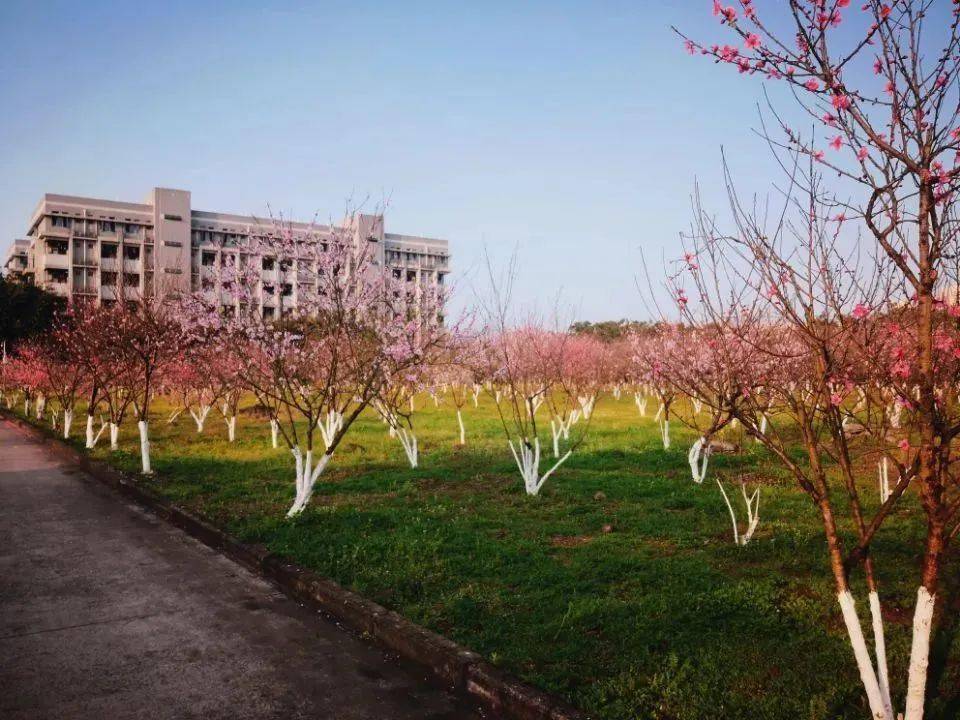 快来看看重庆警察学院的春日美景