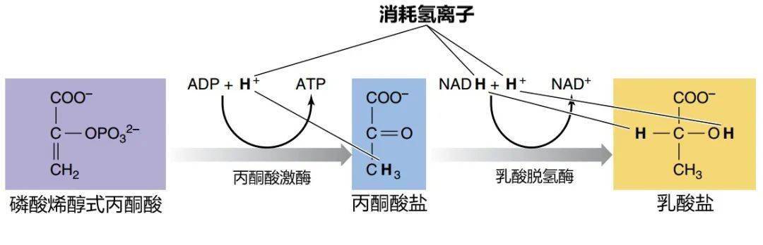 肌肉酸痛来自"乳酸堆积"?乳酸背了一百年的黑锅