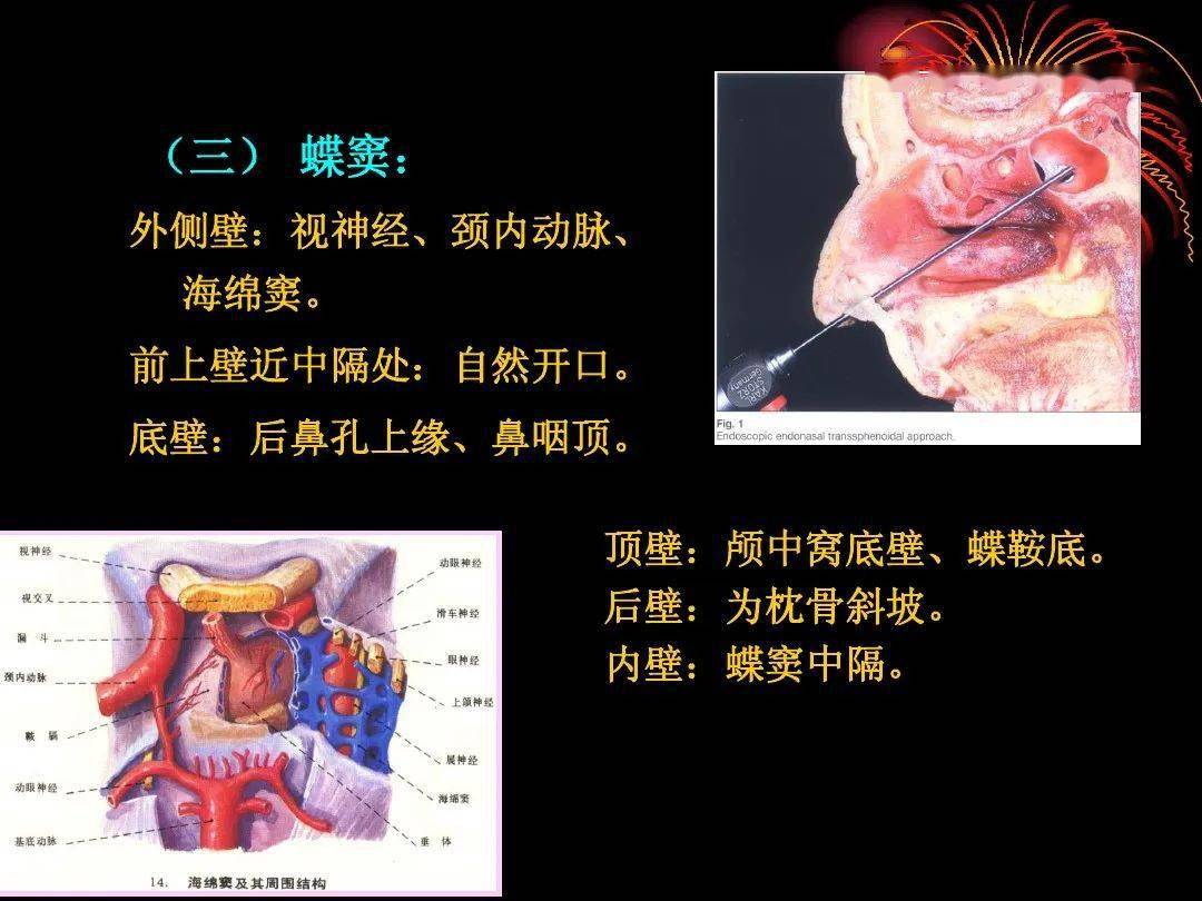 解剖头颈丨鼻部解剖及生理