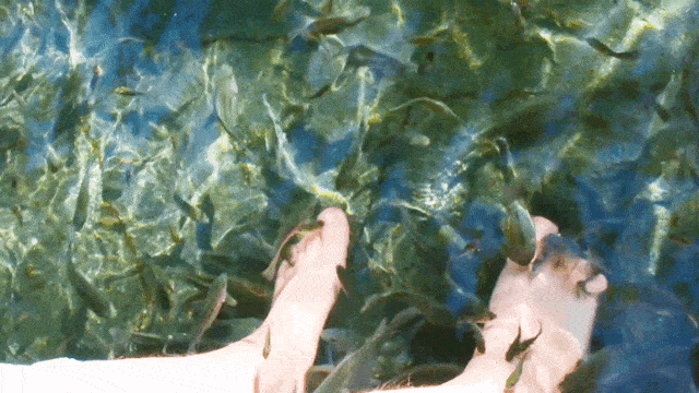 那就更好不过了~ 小鱼立即将其围住