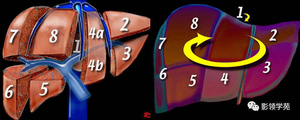 最全总结 | 肝脏的表面解剖及分叶分段,太赞了_门静脉