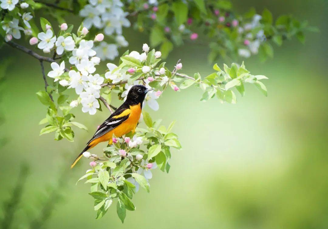 "两个黄鹂鸣翠柳,一行白鹭上青天.""漠漠水田飞白鹭,阴阴夏木啭黄鹂.