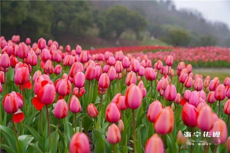 海宁绝美郁金香花海已盛开!在哪?