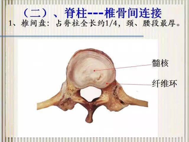 脊椎解剖与影像学(上)