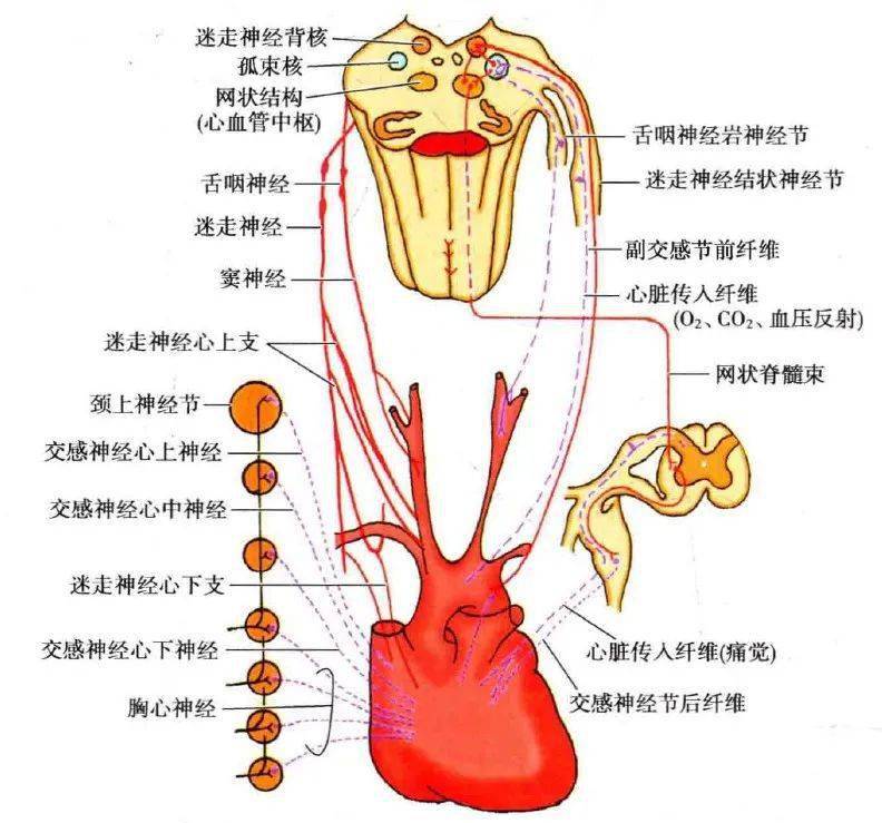 迷走神经与交感神经相互分离