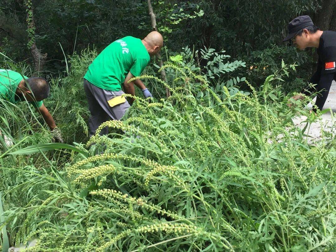 有些植物并不是朋友,坏得很!青岛已经发现这些"入侵植物"