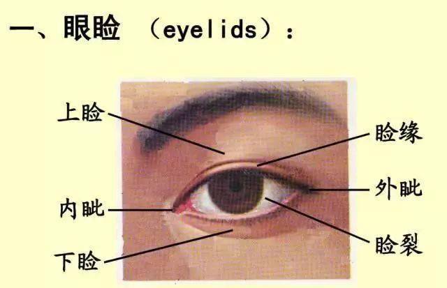 61张经典眼解剖与生理图片值得收藏