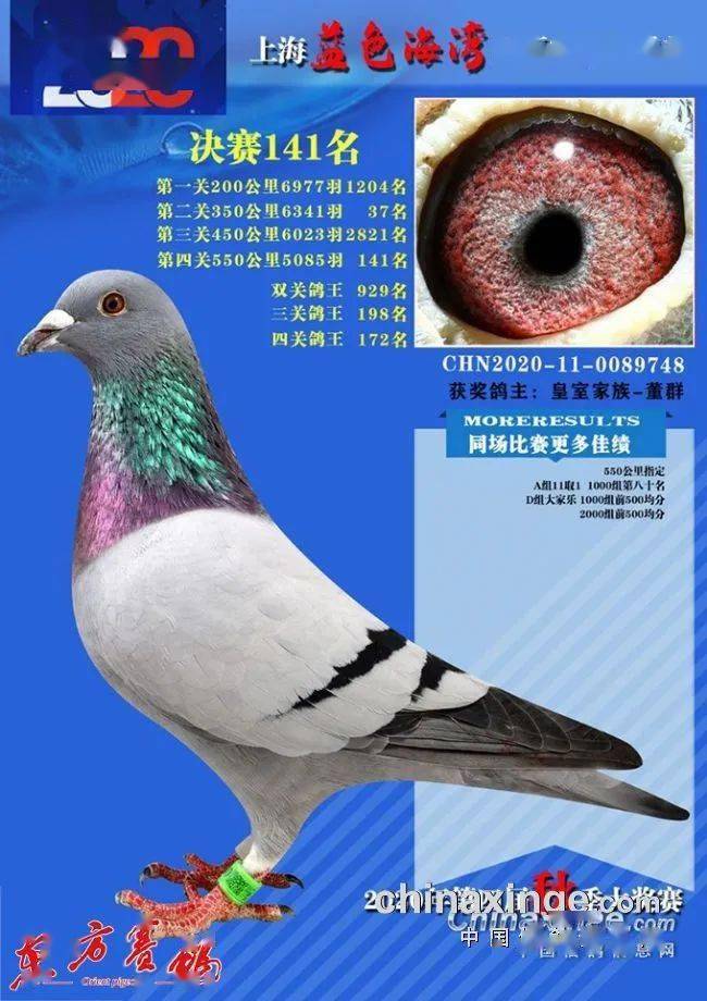 2020年上海蓝色海湾公棚决赛141名快中求稳,稳中求快,但耐力还是基础.