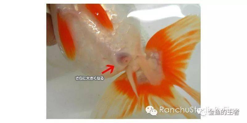 产卵前期母鱼肛门会膨大起来. 公鱼