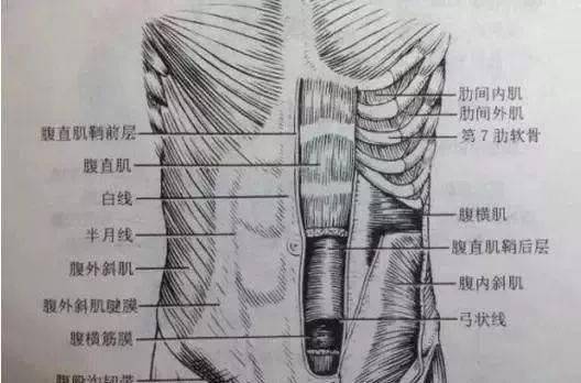 让我们一起来了解如何减掉下腹部赘肉吧(附带课表)