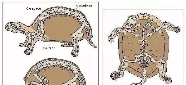 龟类的神经,肌肉,骨骼及感觉系统
