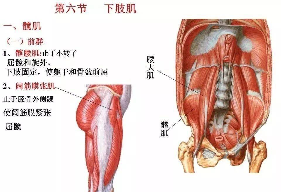 肌肉解剖高清图谱