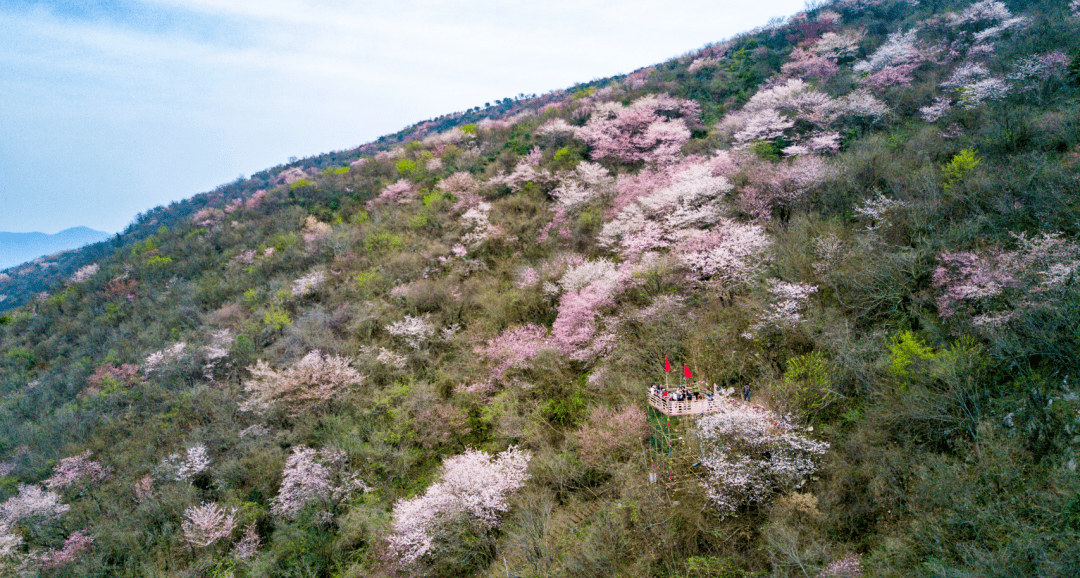 湖北40个赏樱景点正式公布_樱花