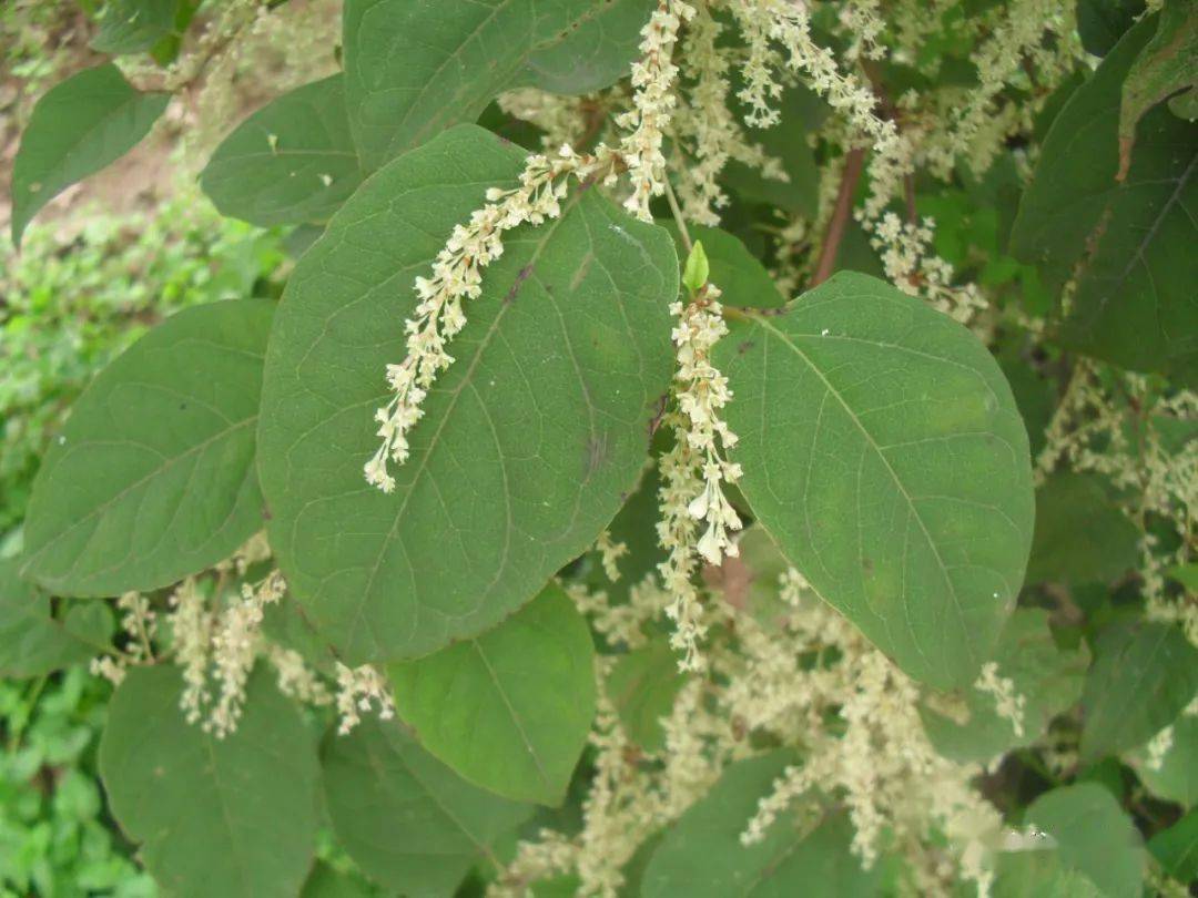 肆虐欧洲的日本虎杖和中国的虎杖是同一种植物吗