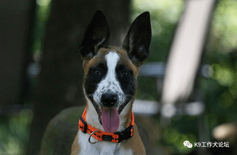 花脸大白胸另类马犬你喜欢吗