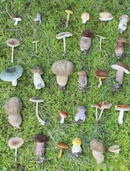 市市场监管局发布野生蘑菇中毒食品安全提示