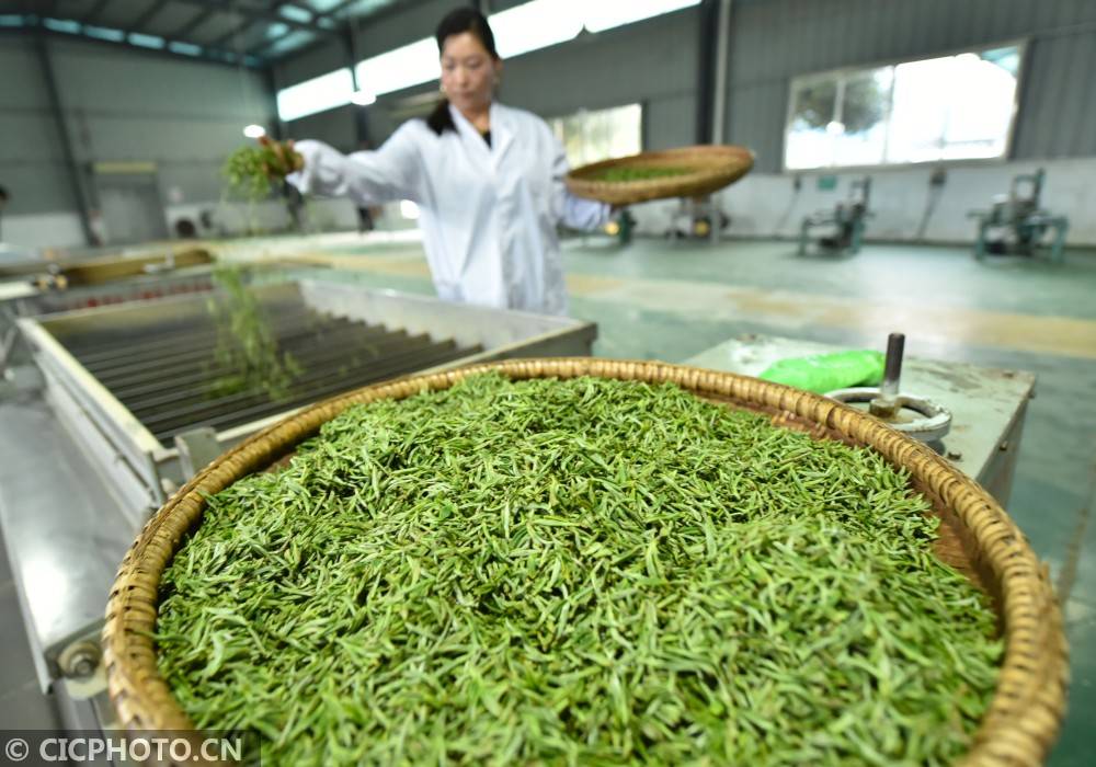 2021年2月23日,贵州省铜仁市松桃苗族自治县普觉镇一家茶叶加工厂