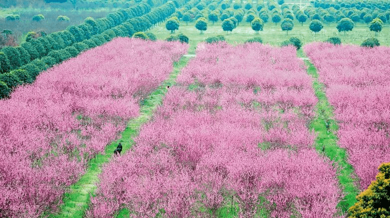 长沙三月赏花地推荐来了!