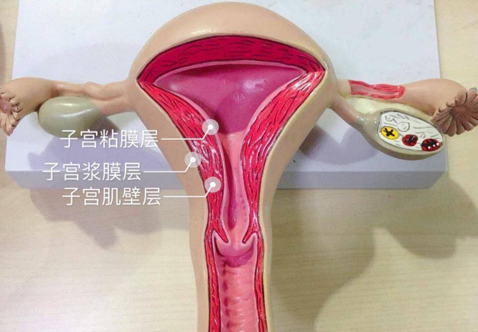子宫内膜厚度,多少才算是正常?