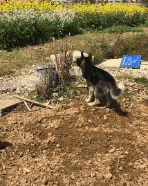 搞笑GIF:姑姑才不扎小辫,姑姑扎的是大便!