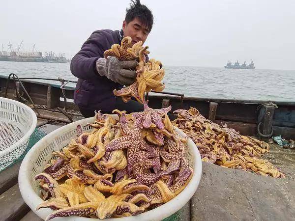 青岛海边海星泛滥!50艘船天天捕也捕不完…官方已介入!