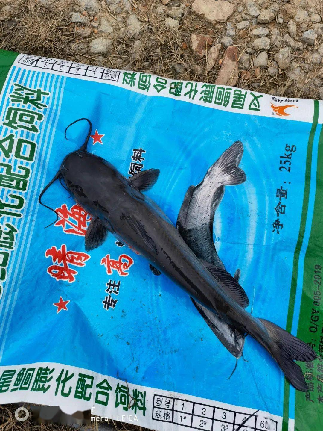 700多亩水产养殖研发基地,叉尾鮰鱼料,黄颡料,塘鲺料等深受养户好评