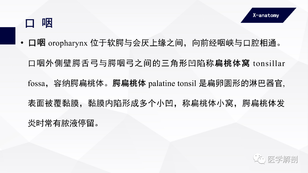 咽顶和咽后壁的黏膜内富有淋巴组织,称咽扁桃体 pharyngeal tonsil