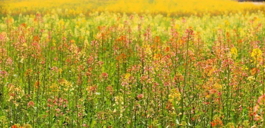 武汉江夏区五里界街油菜花海