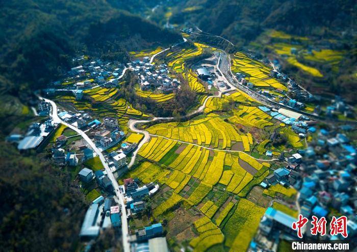 四川绵阳市平武县乡村田野间金黄色油菜花已上线