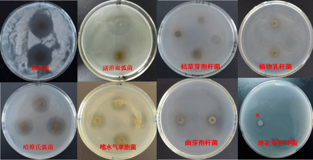 神奇不伤鱼虾不伤水用了这款爆品弧菌肠道疾病寄生虫和腹水大肚子等