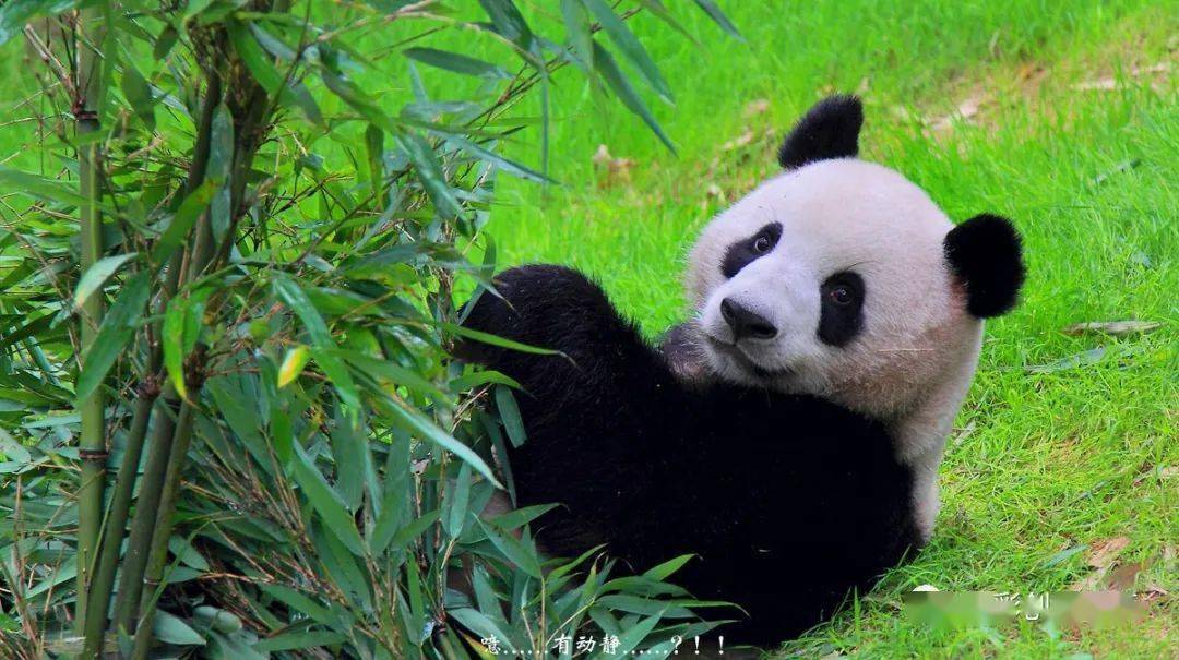 好奇的小熊猫