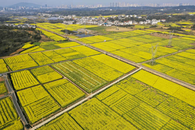 前方到站,2021湖北最美油菜花海!_地址