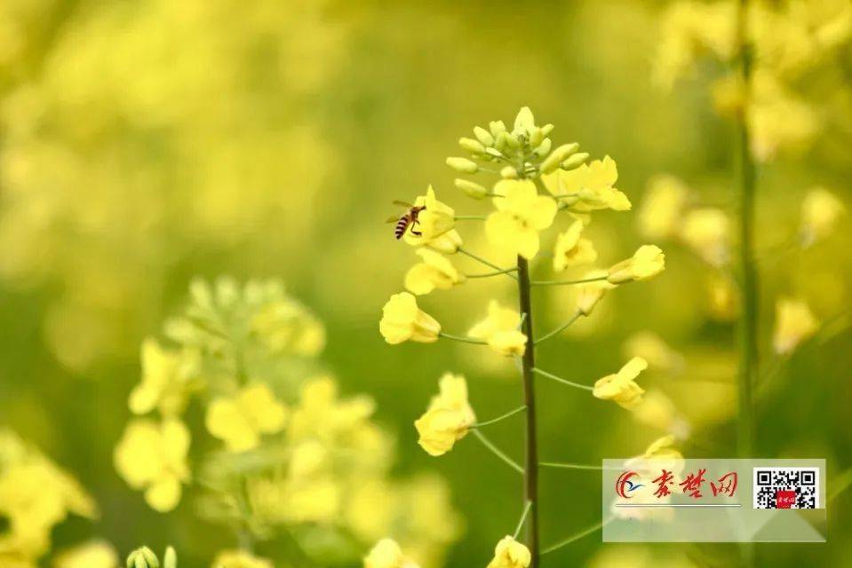 茅箭区秦巴生态植物园