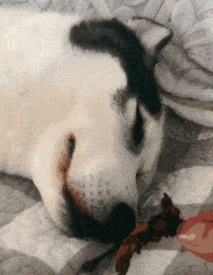 搞笑GIF: 这操作别人也是学不来